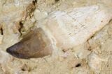 Two Rooted Mosasaur (Prognathodon) Teeth In Rock #150168-2